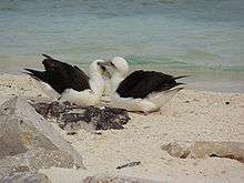 Two black and white birds lie on their bellies on a sandy beach; one nuzzles the other's head with the tip of its long, yellow bill.