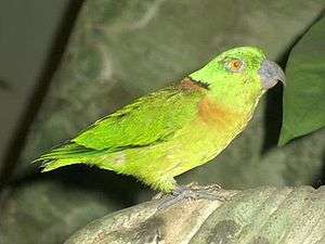 Light green parrot with orange chest marking and black neck marking