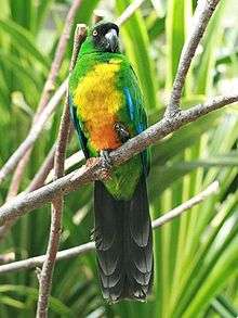 A green parrot with a yellow underside, blue-tipped wings, and a black face and tail