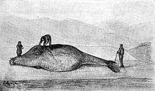 An illustration of a dead Steller's sea cow on its side on a beach, with three men butchering it