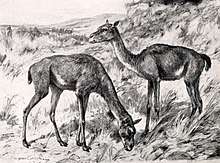 A drawing of two early camels
