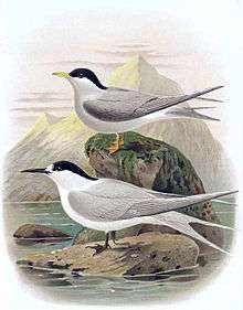 Illustration of Black-fronted tern