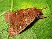 A brown moth sitting on a green leaf. On each wing is a set of three white spots with the center spot much larger than the others. The head appears furry and the wings are coppery brown with wavy patterns.