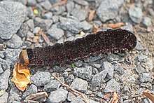 A dark brown caterpillar with a light brown head. It has small hairs or fine spines on each section.