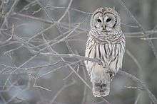 An owl sits on a branch on a cold day, studying the ground below.