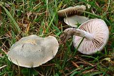 this fungus merges with the  blue Stropharia but it is smaller and less yellow