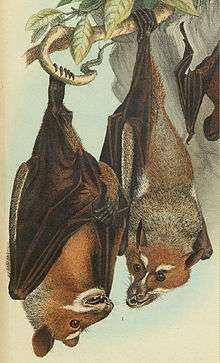 An orange bat with white cheeks, chin, and eyebrows, a gray back, and dark brown wings