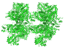  Ribbon Diagram of Sucrose Synthase-1 3S27.