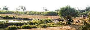 A sugar cane field in the village Syed Matto Shah