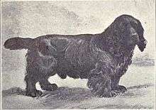 A black and white photo of a dark low dog facing the camera sideways on.