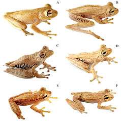 Six light brown treefrogs, labelled A to E