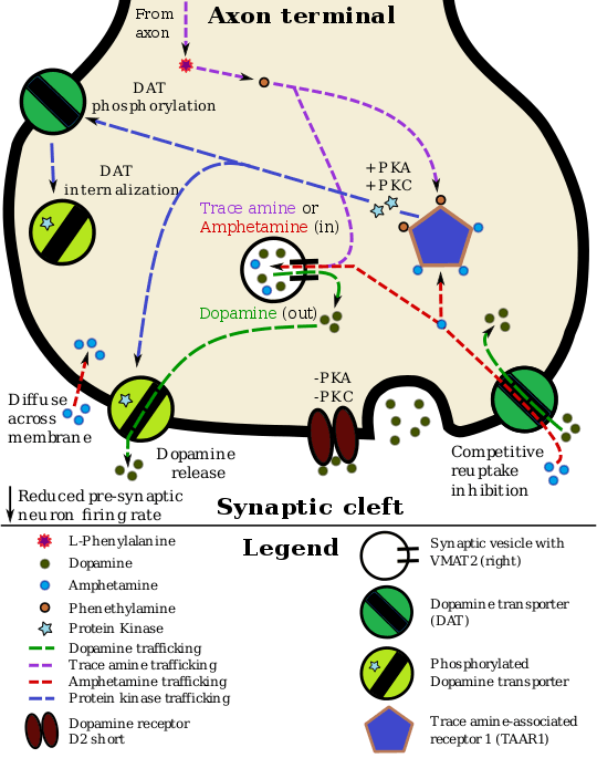 A pharmacodynamic model of amphetamine and TAAR1