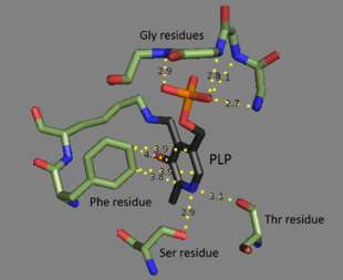 The binding site for PLP in threonine deaminase with residue labels