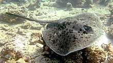 A stingray swimming over coral rubble and sand