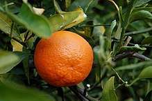 Tangerine fruit in a tree