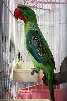 Green parrot with blue wing tips and large red beak