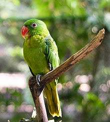 Green parrot with blue back and red beak