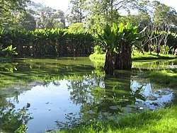 Pond with broad-leaved water plants