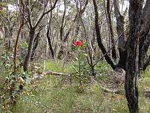 A shrub with a brilliant red flowerhead growing above grass among gum trees with blackened trunks from a bushfire