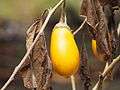 yellow eggplant dangles from brown, dead plant material