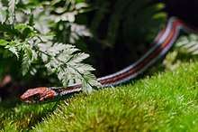 A San Francisco garter snake slithers along the grass