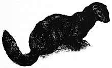 A pen-and-ink drawing depicting a mink sitting on all fours. It has a bushy tail, small legs (though it may just be due to its sitting position), long fingers, and a big ear. Only the right side of the mink is visible.