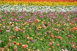 A field of flowers ranging in colors of purple, pink, yellow, white, and others