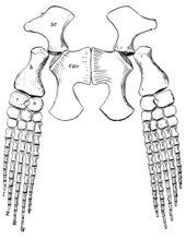 Drawing of two bony flippers attached to plated bones of the pectoral girdle