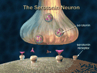 Serotonin binds to receptors on neurons.