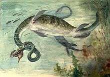 Old paleoart of two elasmosaurs with inaccurately curled necks. One is in the foreground with a fish in its mouth and the another chasing fish in background.