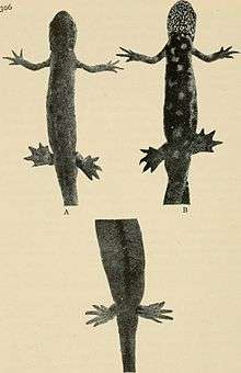 Dorsal and ventral views of a newt that has had a limb amputated and regrown.