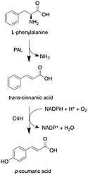 The first steps of angelicin biosynthesis