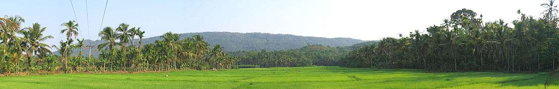 Paddy field in Thillankerry, Kannur