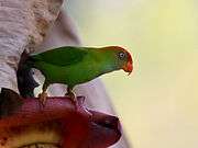 Green parrot with darker wings and a red crown and beak