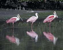 A color photograph of three roseate spoonbills wading in shallow water with trees in the background