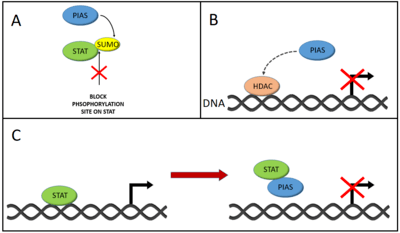 Three ways PIAS proteins can inhibit JAK-STAT signalling. Adding a SUMO group to STATs can block their phosphorylation, which prevents STATs entering the nucleus. Histone deacetylase recruitment can remove acetyl groups on histones, lowering gene expression. PIAS can also prevent STATs binding to DNA.