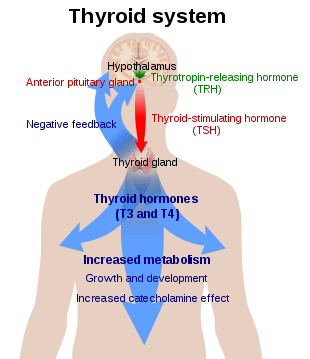 Diagram of a person with a large blue arrow representing the actions of thyroxine on the body and a green and red arrow representing actions of TSH and TRH respectively