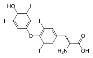 Molecular structure of the thyroxine molecule