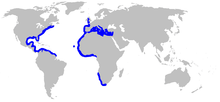 World map with blue coloring in the coastal western Atlantic from Nova Scotia to northern Brazil, and the coastal eastern Atlantic from the United Kingdom to South Africa, including the entire Mediterranean but with a gap around equatorial Africa