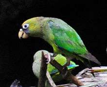 Green parrot with yellow head and black tail tips