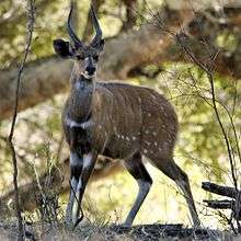 A bushbuck appearing flat sided through countershading