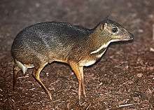 A mouse deer, which looks like a mouse with tiny stilt-like deer legs.
