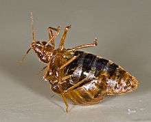 A female bed bug is held upside-down by a male bed bug, as he traumatically inseminates her abdomen.