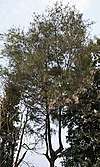 Tall conifer with dark green needles and thin branches and trunk