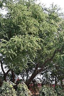 Pithecellobium dulce tree