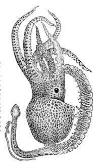 Drawing of a male octopus with one large arm ending in the sexual apparatus