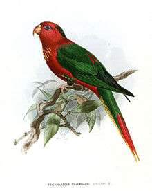 Drawing of red parrot with green wings, nape, and upper tail, with yellow flecked chest