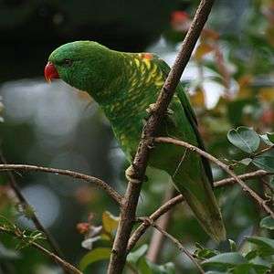 A green parrot with yellow stripes on the underside