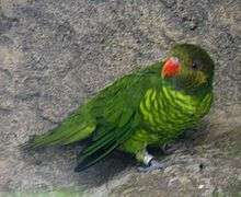 A green parrot with light-green stripes on the underside