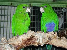 A green parrot whose males have a purple patch on their belly